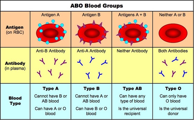 View Blood Type B Alleles Images