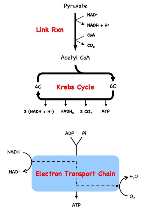 What is the role of oxygen in aerobic respiration?