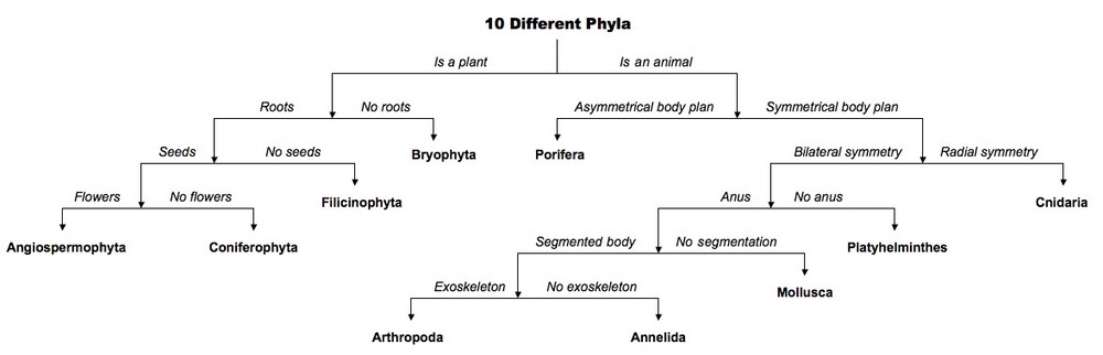 Comparing Characteristics Of Annelida And Arthropoda Chart
