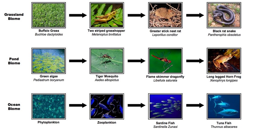 classification of four organisms answer key