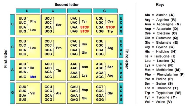 Polypeptide Amino Acid Sequence Chart